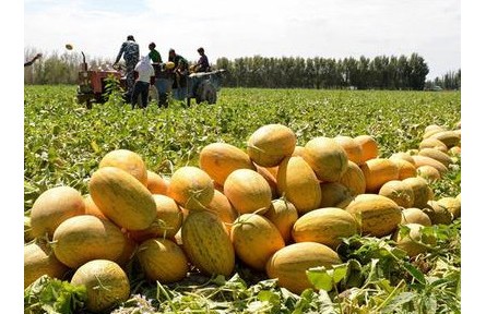 川椒1號辣椒施肥技術(shù)