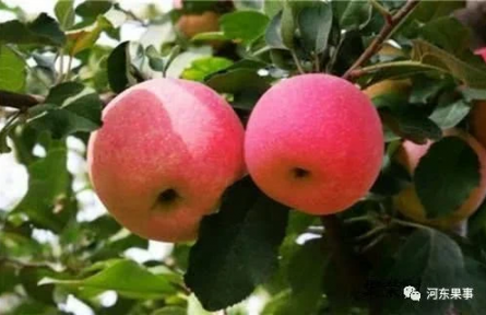 “瑞香紅”品種內(nèi)在品質(zhì)在現(xiàn)有品種中具有極強(qiáng)的比較優(yōu)勢(shì)。