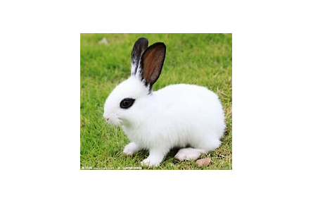 蔬菜喂兔有講究