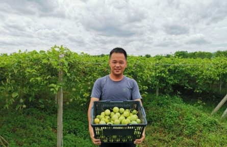 廣東汕頭金灶新農人：種下黃金百香果 闖出致富路