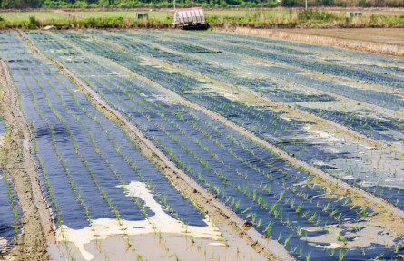 浙江杭州瓶窯鎮(zhèn)：率先試點可降解膜種植有機水稻技術(shù)