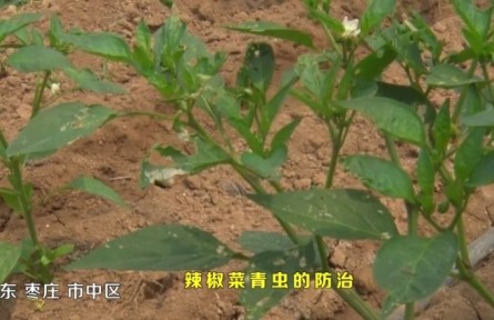 辣椒菜青蟲的防治