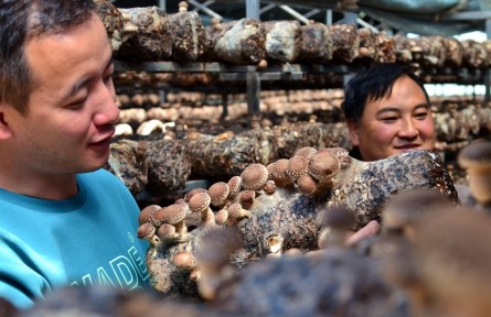 陜西寧強縣火烽埡村：小香菇撐起村民“致富傘”
