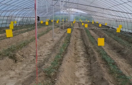 番茄病毒病不能忽視，夏季減產(chǎn)嚴(yán)重，農(nóng)戶要做好3點(diǎn)