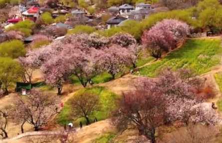 【雪域歡歌70載·西藏啟航新時(shí)代】鄉(xiāng)村美 產(chǎn)業(yè)旺 高原兒女奔小康