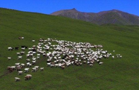 新疆昭蘇：馬合西草原和諧之美