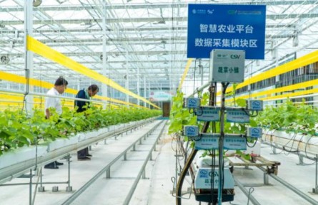 山東：智慧“菜籃子”裝著大民生