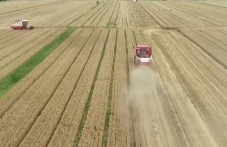 我國(guó)秋糧面積預(yù)計(jì)增加12.9億畝 豐收有基礎(chǔ)