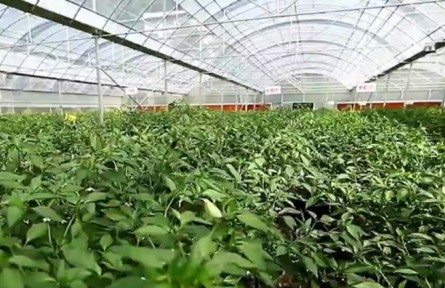 重慶：啟動(dòng)食用農(nóng)產(chǎn)品“治違禁 控藥殘 促提升”三年行動(dòng)