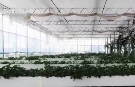 山東泰安新泰市：“智慧光伏”激活鄉(xiāng)村振興新動(dòng)能