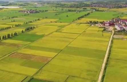 農(nóng)業(yè)農(nóng)村部：早稻豐收已成定局 增產(chǎn)趨勢明顯