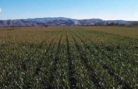 新疆600多萬畝青貯玉米喜獲豐收進(jìn)入收割季