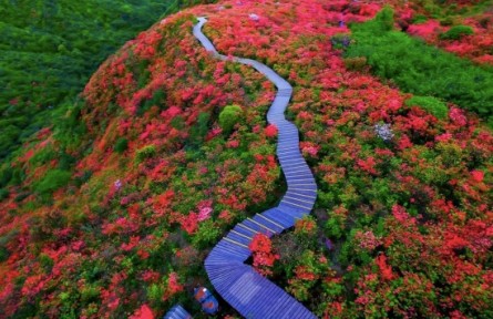 湖南省全面推行林長制 建立省市縣鄉(xiāng)村五級林長體系