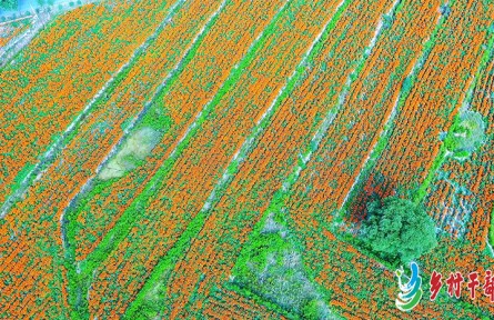 甘肅省崇信縣柏樹村300畝萬壽菊喜變“金草藥”