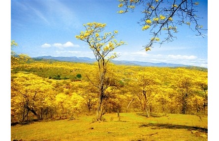 物種故事|黃花風(fēng)鈴木 滿樹黃金甲