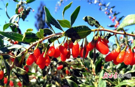 甘肅玉門(mén)下東號(hào)村：枸杞“帶”來(lái)“紅”日子
