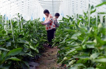 山東濟寧市嘉祥縣老僧堂鎮(zhèn)：黨建引領(lǐng)強產(chǎn)業(yè) 鄉(xiāng)村振興正當時