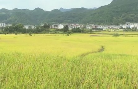 農(nóng)業(yè)農(nóng)村部：我國2021年秋糧豐收基本面仍然較好