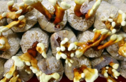 什么是菌草？