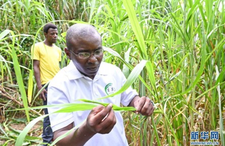漂洋過海學習中國菌草技術(shù)的非洲青年
