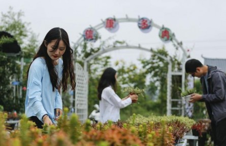 河南寶豐：發(fā)展“多肉產(chǎn)業(yè)” 助力鄉(xiāng)村振興