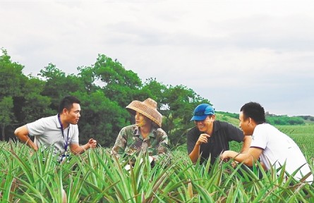 海南萬(wàn)寧水坡村：“數(shù)字”鳳梨畝產(chǎn)6000斤 “大數(shù)據(jù)+專家”助力產(chǎn)業(yè)提質(zhì)增效