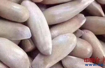 巴基斯坦松子成中國堅果市場“奢侈品” 中企尋求直接對接