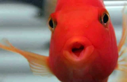 攝影：會(huì)思考的金魚