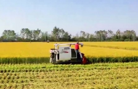 安徽：扛穩(wěn)糧食安全責(zé)任 提升農(nóng)業(yè)競爭力