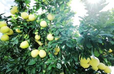 ?廣東梅州大埔蜜柚：“致富樹”結(jié)出“黃金果”