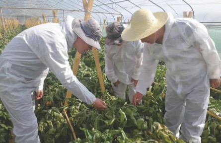 蘭州海關(guān)技術(shù)支撐助力外繁制種產(chǎn)業(yè)發(fā)展