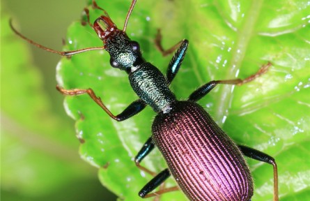 物種故事 | 尼敵步甲蟲：兇悍的活體迷你“絞肉機(jī)”