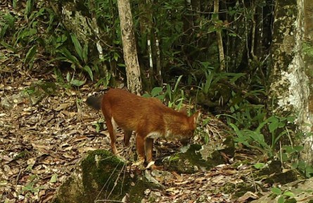 生物多樣性 | 云南南滾河國家級自然保護區(qū)首次拍攝到國家一級保護動物紅豺