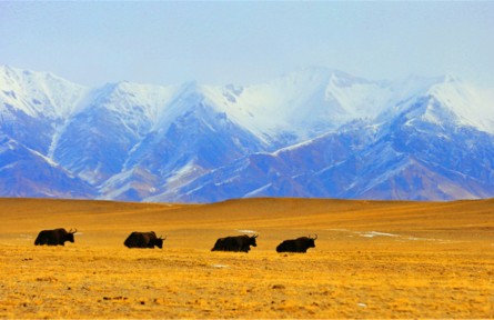 新疆阿爾金山國家級自然保護區(qū)：野生動物與自然共舞