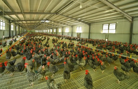 山東省濟寧市汶上縣次邱鎮(zhèn)：以產(chǎn)業(yè)強鎮(zhèn)建設(shè)引領(lǐng)鄉(xiāng)村振興