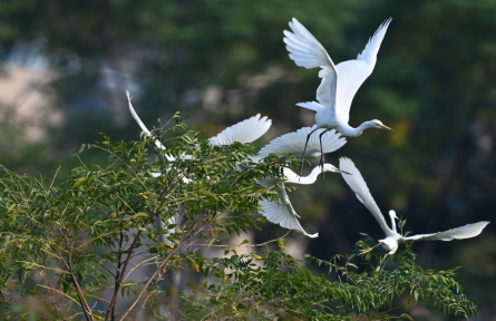 生態(tài)保護(hù)補(bǔ)償制度 ecological compensation mechanism