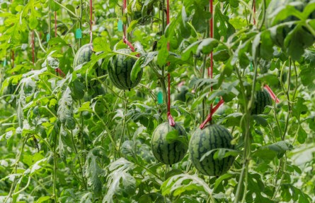 山東省濟寧市汶上縣次邱鎮(zhèn)：小西瓜“種”出大文章