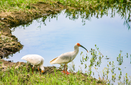 陜西省漢中市勉縣：漢江之畔之珍稀動物朱鹮