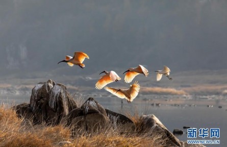 “東方寶石”耀漢江——朱鹮