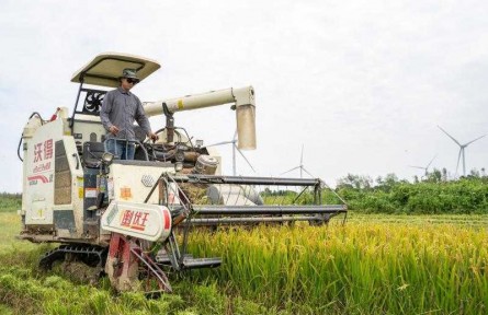 空氣中彌漫稻谷清香，“兩無化”大米又要上市了！