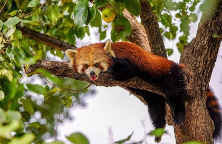 我是一只可愛的小熊貓