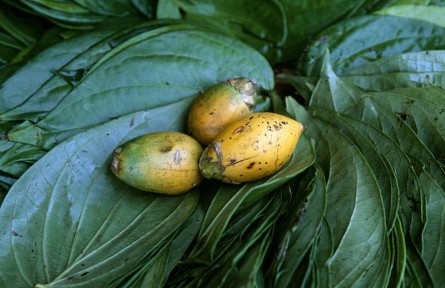 嚼檳榔提神？小心，那可是一類致癌物！