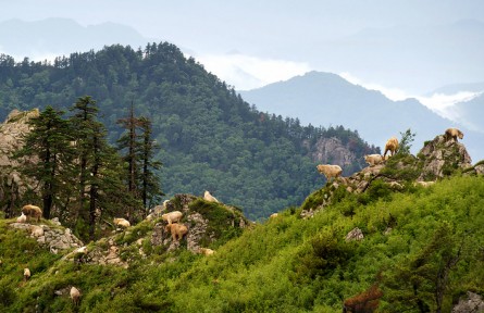 “高山勇士”羚牛：縱橫于峭壁之上 往來于群山之中