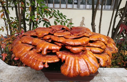 物種故事|“瑞草”靈芝：我可是名貴的藥用真菌哦