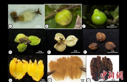 中國首次發(fā)現(xiàn)山茶屬管蕊茶組新植物——云南管蕊茶