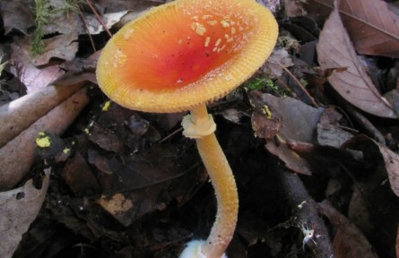 野生蘑菇：別碰！我有毒！