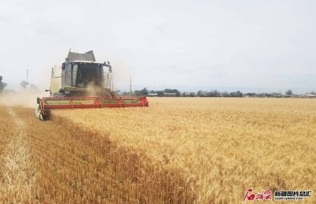 新疆：惠農(nóng)政策好 種糧勁頭足