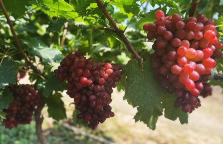 陜西禮泉三聯(lián)村：葡萄豐收香滿園 鄉(xiāng)村振興添動力