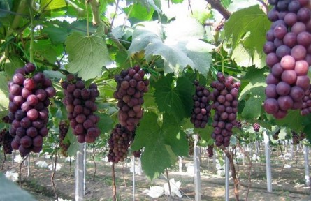 山東壽光：主播帶你探“葡”香滿園