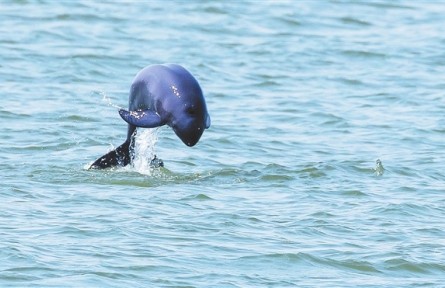 江西：“十年禁漁”成效顯 長(zhǎng)江江豚贛江游
